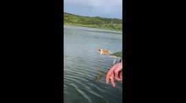 Heroic corgi Elsa's heartfelt rescue attempt in Stavropol's waters turns viral sensation!