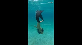 Diver finds herself to a one-woman show of a sea turtle taking a dump *Hilarious*