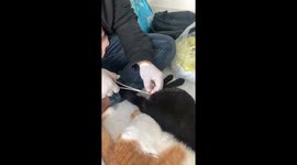 Up-close view of cat neutering.