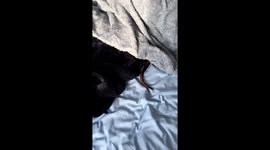 Blissful weekend anticipation: Dexter's tail wags from beneath the blankets!