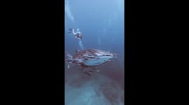 Harmonious dance: whale shark and remora fish in symbiotic symphony