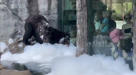 Black Bear Finn Chilling In A Bubble Batch At Knoxville Zoo, TN, USA