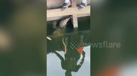 Injured monitor lizard rescued from canal in Thailand