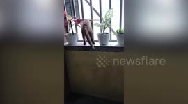 Stick strapped to cat's back stops him from escaping through window bars