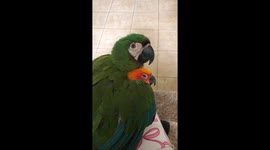 Bird Cuddles Under Brother's Wing