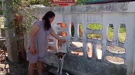 Mother dog stuck in gaps in wall rescued