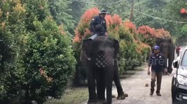 3 Sumatran elephants became the borers of the red and white flag at the Indonesian independence ceremony