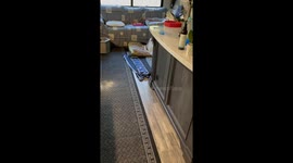 Reuniting With Deaf And Blind Dog