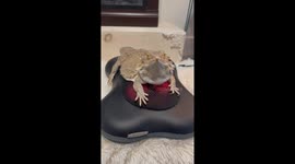 Bearded Dragon Takes a Ride on a Heated Rolling Massager