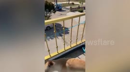 Pet dog runs down to ice cream cart passing by home