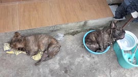 Pet French bulldog falls asleep inside plastic basin