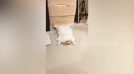 Lazy cat stretches out while lying down on ground