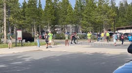 Tourists Approach Bison to Take Pictures in Yellowstone