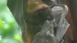 Endangered Megabats Bring Delight to Vienna's Schoenbrunn Zoo In Vienna, Austria
