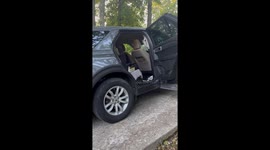 Baby Bears Exit The Car