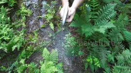 Slow motion overhead video of a handgun being fired outdoors