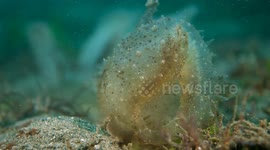 Sea Slug Opens Its Mouth Up Wide