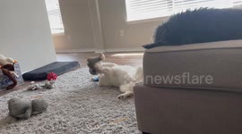 Pup Plays With Favorite Penguin Toy