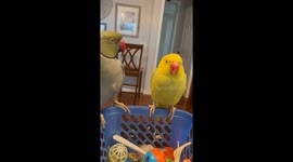 Beaker the Parrot Gets a Kiss