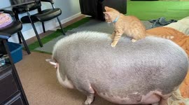 Kitten Riding A Pig