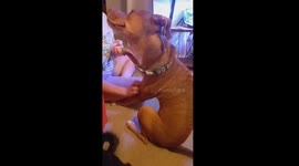 Dog Makes A Funny Face