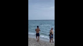 Shark Chases Stingray On Shoreline