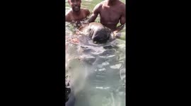 Men Swim With Manatee