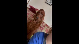A Very Needy Dog