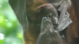 World's oldest zoo welcomes three endangered megabat young in rainforest enclosure
