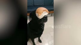 Helpful pet dog carries food from shop to her owner