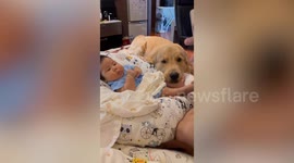 Sweet pet Golden Retriever nestles beside baby to keep him company