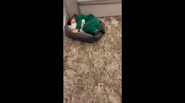 Kiddo and Dog Duo in Dreamland