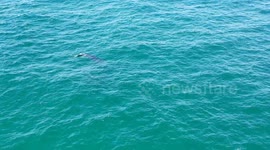 Raw footage of a young Humpback Whale swimming on its back whilst waiting for its friend to join and play together in the calm waters off North Stradbroke Island, Queensland, Australia