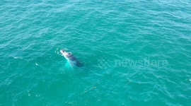 4K Raw footage of a young Humpback Whale chasing and playing with a pod of local Dolphins off North Stradbroke Island, Queensland, Australia