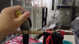 Pet cockatiel birds take turns to have their heads tickled