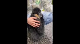 Affectionate gibbon's rainy embrace with man in Chinese forest