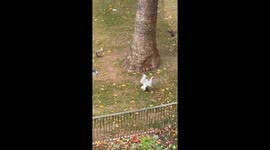 Bloodthirsty seagulls filmed eating helpless pigeons alive in broad daylight in Leicester Square