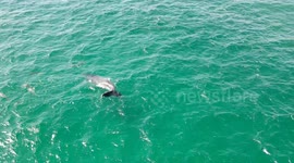 4K Raw footage of a young Humpback Whale chasing and playing with a pod of local Dolphins off North Stradbroke Island, Queensland, Australia