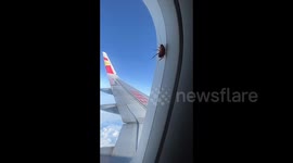 Chinese woman discovers cockroach on plane window during 2,000km flight