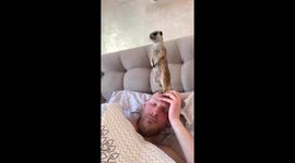 Playful meerkat companion: Lori's curious perch on owner's head in City of Tula, Russia