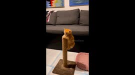 Adorable 5-week-old kitten's daring sofa escape: let It Shine's playful antics!