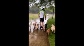 Drenched dedication: dogs' rainy day stroll at Frew Park