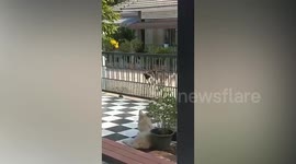 Siberian Husky dog passes through narrow gaps in home's gate