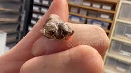 An exotic pet shop have hatched - a two-headed snake