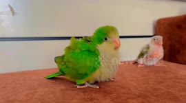 Chubby monk parakeet chick shakes body while playing with owner