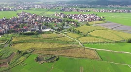 China's Guangxi sees bumper harvest of 2-meter-high giant hybrid rice