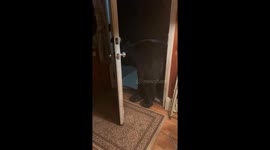 Wild Bear Is Very Polite