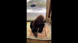 Itchy Bear Cub Claims The Rug