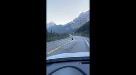 Bear Takes The Walk Of Shame