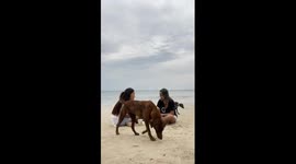 Puppy Is Spooked By Camera